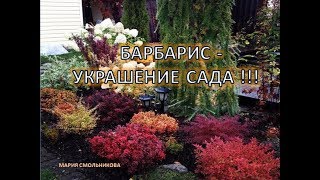 Барбарис - украшение сада !!!