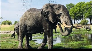 Elephant mud bath AfricInUSAsounds#shorts