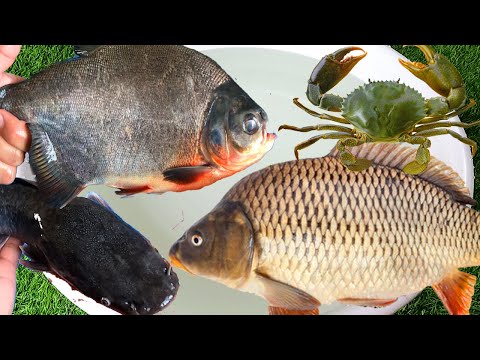 Freshwater fish, carp, catfish, pomfret, catfish, tank cleaner fish, snakehead fish