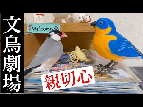 【爆笑】文鳥劇場　親切心　#086