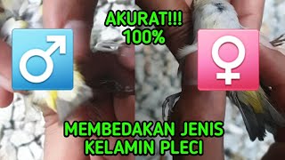 TERBUKTI Cara membedakan Pleci Jantan dan Betina dari bentuk perut