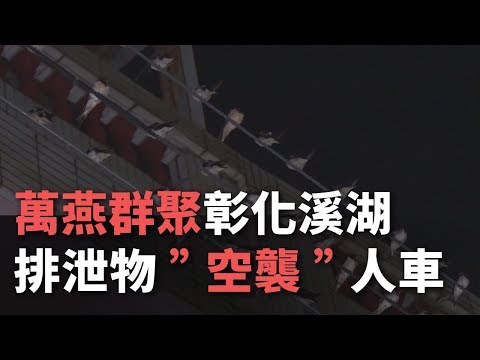 萬燕群聚彰化溪湖 排泄物”空襲”人車【央廣新聞】