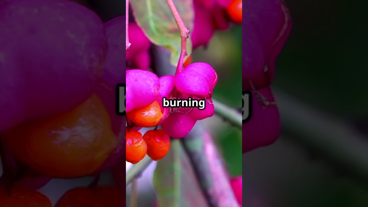 A review of pharmacological effects and bioactive constituents of Euonymus alatus #sciencefather