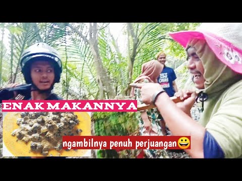 Video: Cara Melepaskan Diri Dari Siput Di Negara Ini