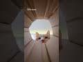 The Cat Thinks the Nano Is Dinner | DJI Osmo Nano
