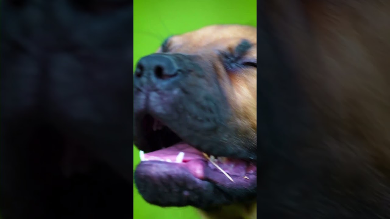 These Exotic Boerboels Have Strength, Power, And Agility 