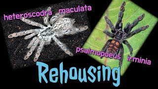 ⚠ Rehousing ⚠  Psalmopoeus irminia & heteroscodra maculata