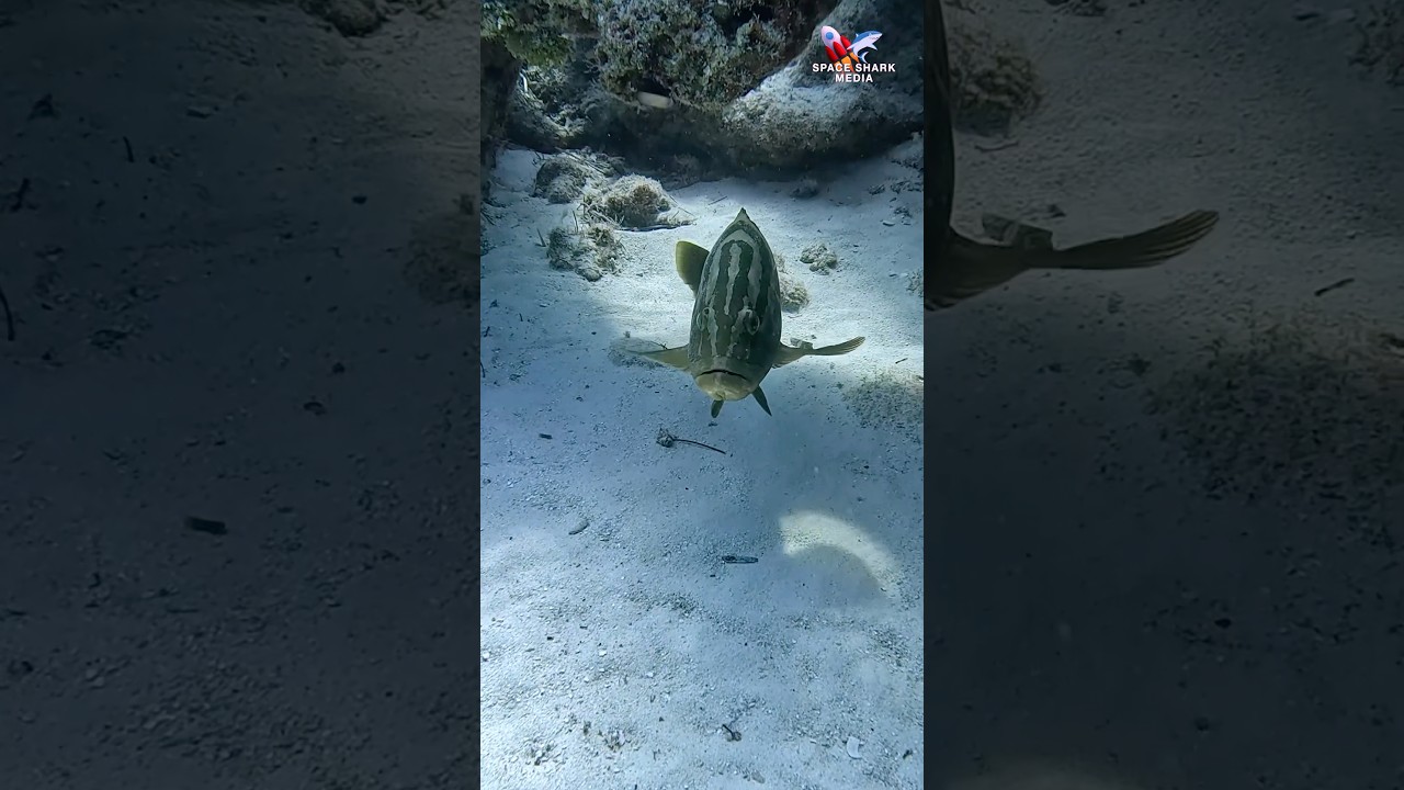 The iconic Nassau Grouper handing out with a Lemon Shark 