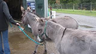 Daphne & Daisy Arrive At The Refuge