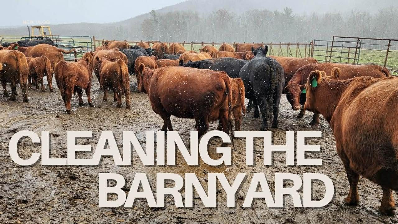 Spreading manure | Moving our bull | Working calves