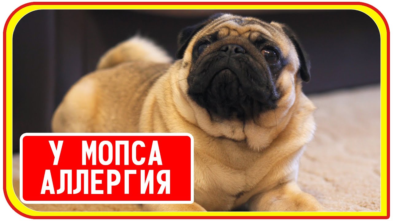 У мопса аллергия на гречку, как узнать на что аллергия у собаки? # ...