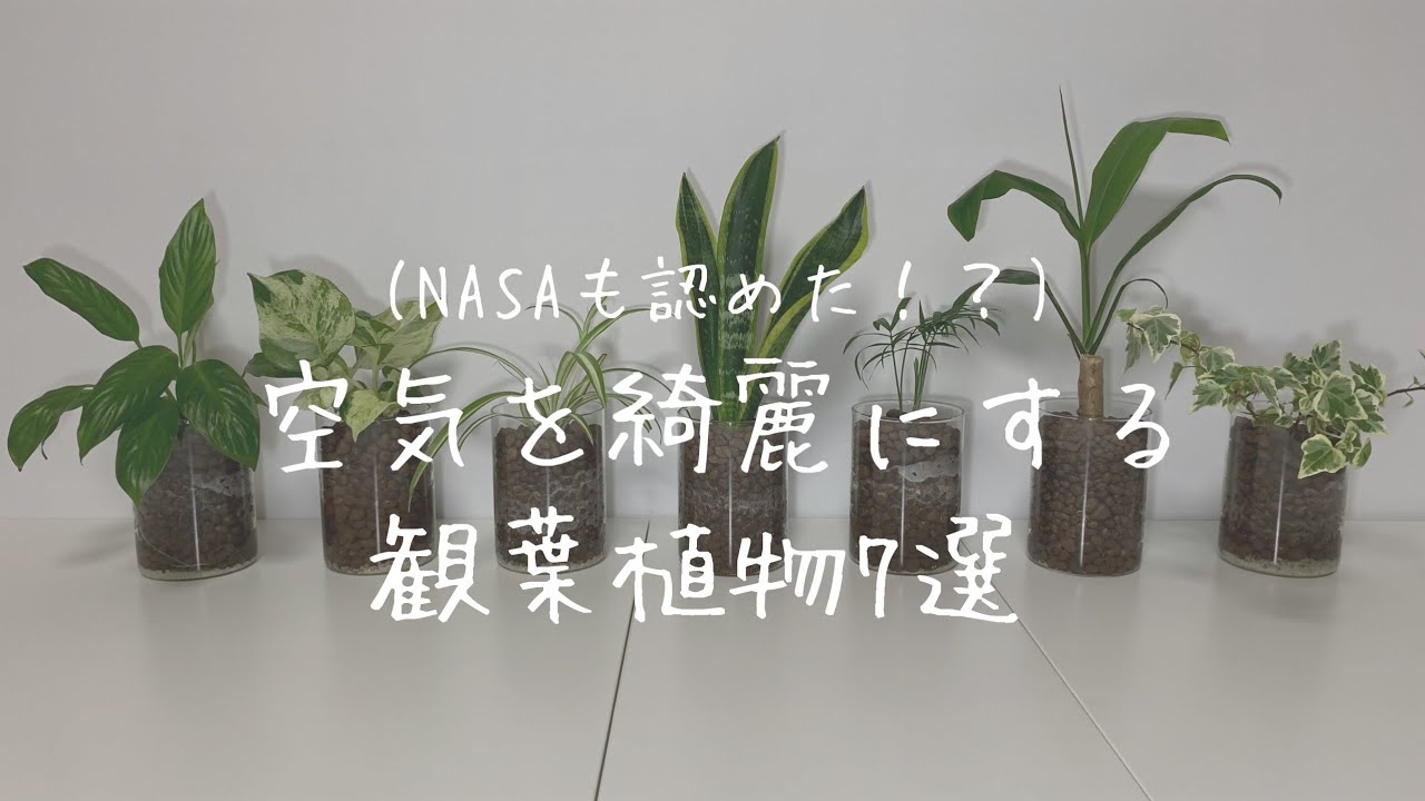 観葉植物は空気の質を 20% 改善できる