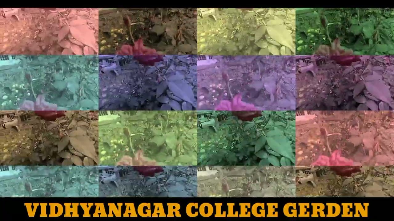 Vidyanagar collage garden review