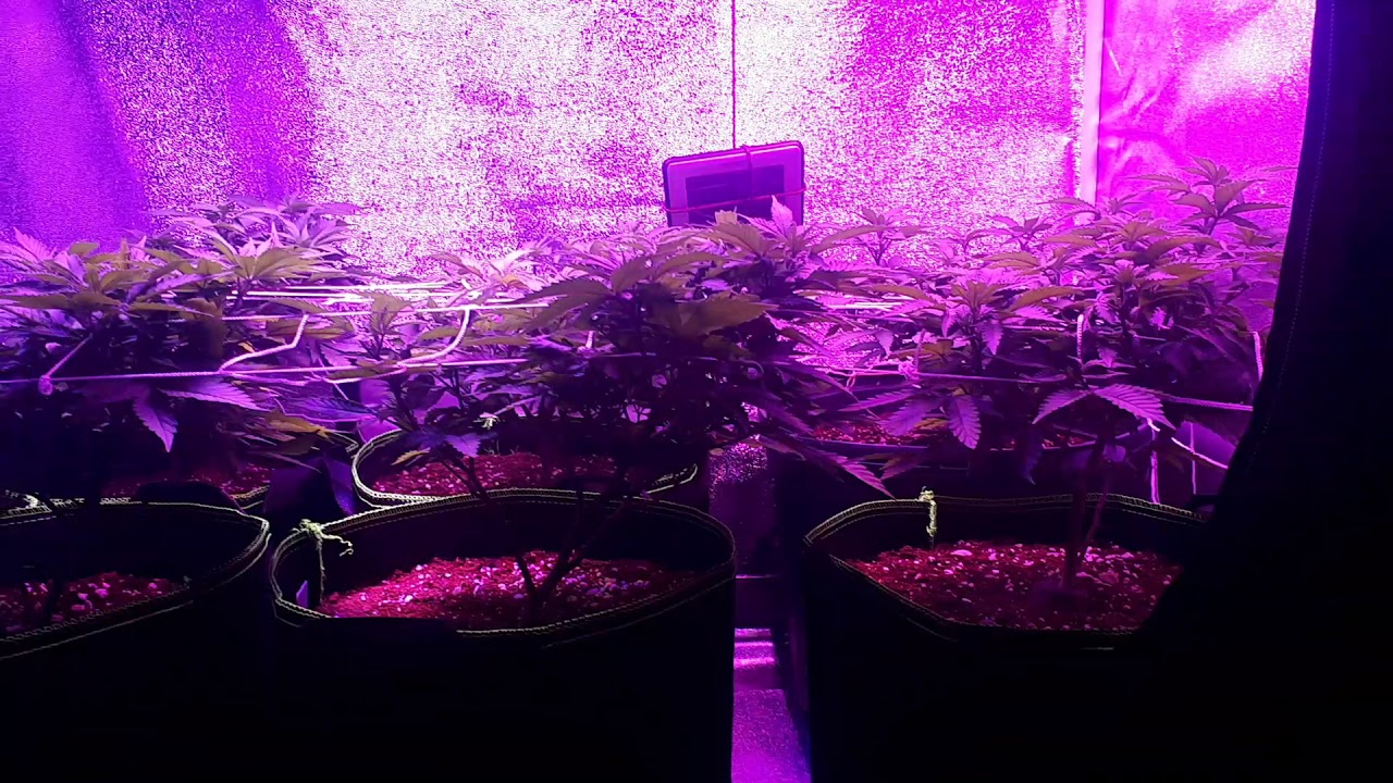 day 1 week 1  of flower  permafrost - goliath  strain