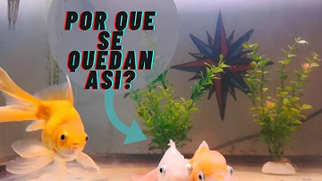 ¿Por qué se frotan los peces en el fondo?