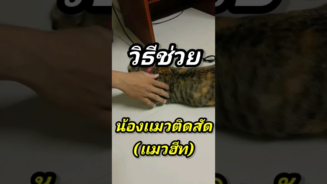 วิธีช่วยเเมวตัวเมียจากอาการติดสัด | เเมวติดสัด #เเมวน่ารัก #เเมว