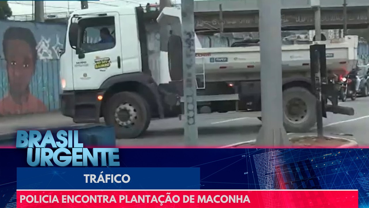 Policia flagra plantação de maconha e precisa de caminhão para apreender a droga | Brasil Urgente