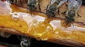 ПЧЕЛОВОДСТВО Пчелиный Шалаш