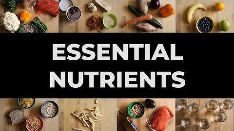 How What You Eat Affects You | Essential Nutrients