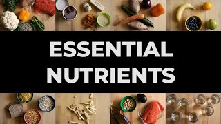 How What You Eat Affects You | Essential Nutrients Wealth