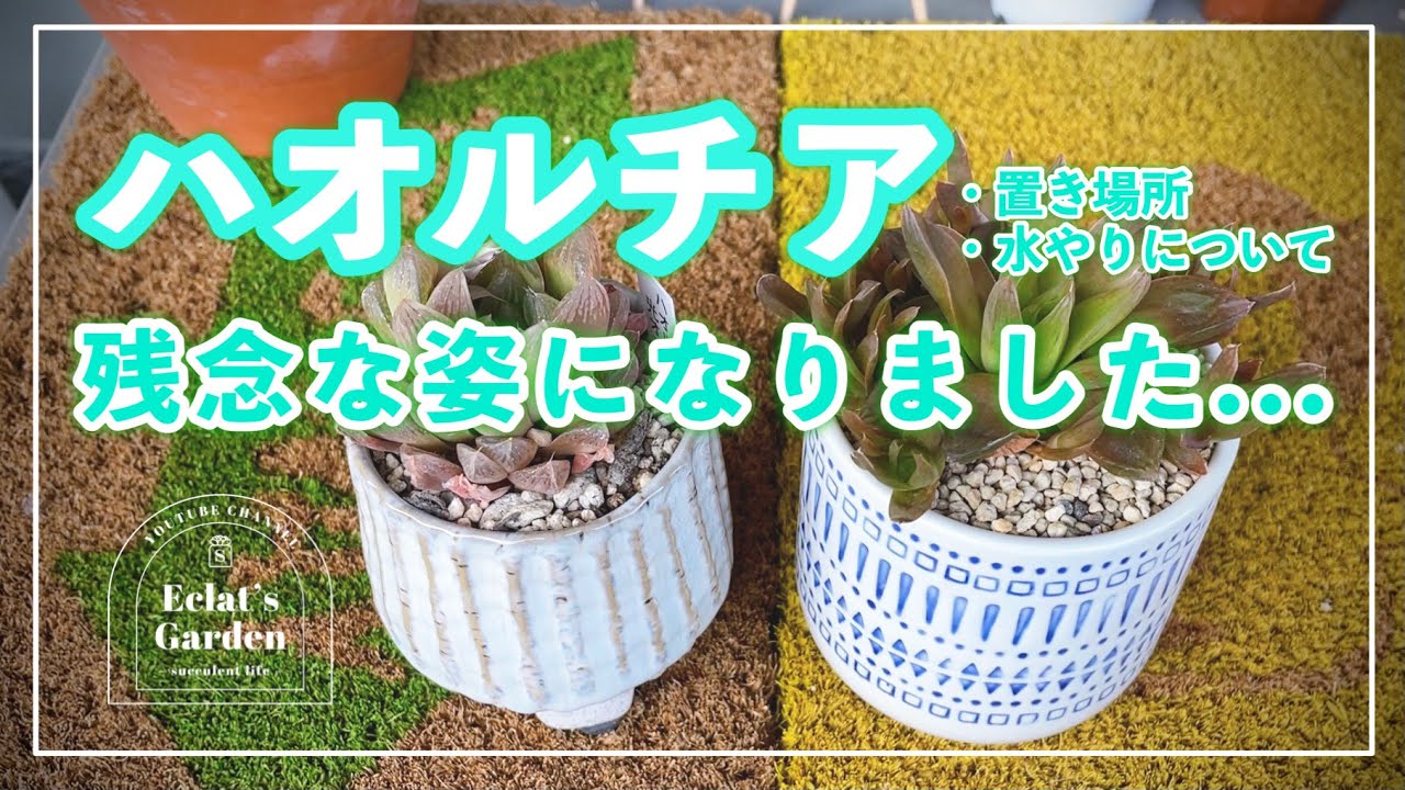 No 66 多肉植物 冬のハオルチアはどうしたらいい Youtube