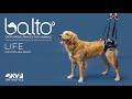 Balto® Life – Hip Dysplasia Brace