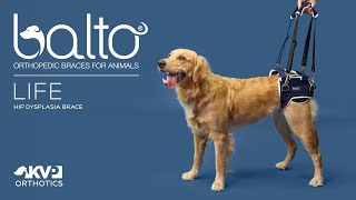 Balto® Life – Hip Dysplasia Brace