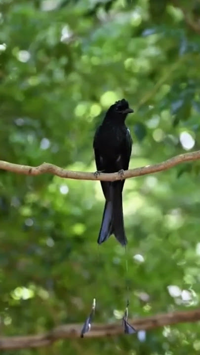 KICAUAN MERDU BURUNG SRIGUNTING | #suaraburung #jagatburung #burungliar