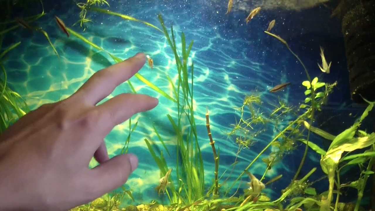 Нанностомус Бекфорда (Арипирангский) или рыбка-карандаш.