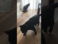 Zamieszki od oknem. #cat #cute #blackcat #greycats #funny #animals