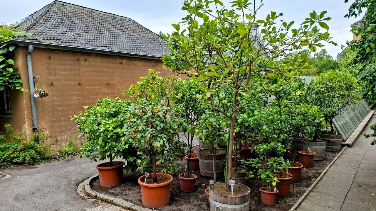 Citrus Collection Bonn Botanic Garden Germany
