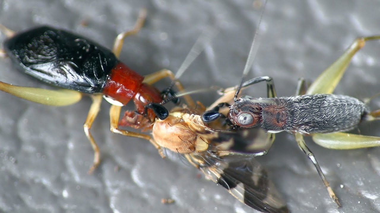 Handsome Trig Activity (aka Red-headed Bush Cricket)