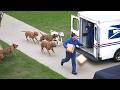 Delivery Drivers vs Animals | When Things Go Wrong