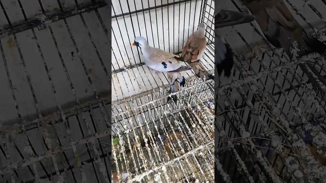 cap dove quality breeding pair 