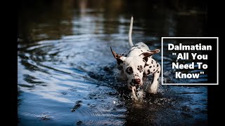 Dalmatian (All You Need To Know)