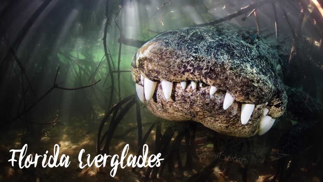Swimming with wild alligators! Underwater photography with Chris Gillette