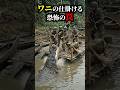 ワニが仕掛ける恐怖の罠