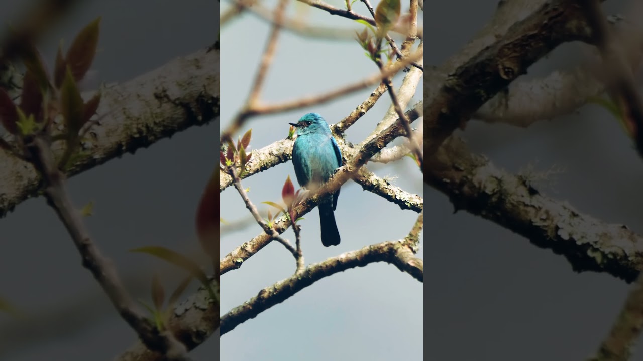 Verditer flycatcher (Eumyias thalassinus) 