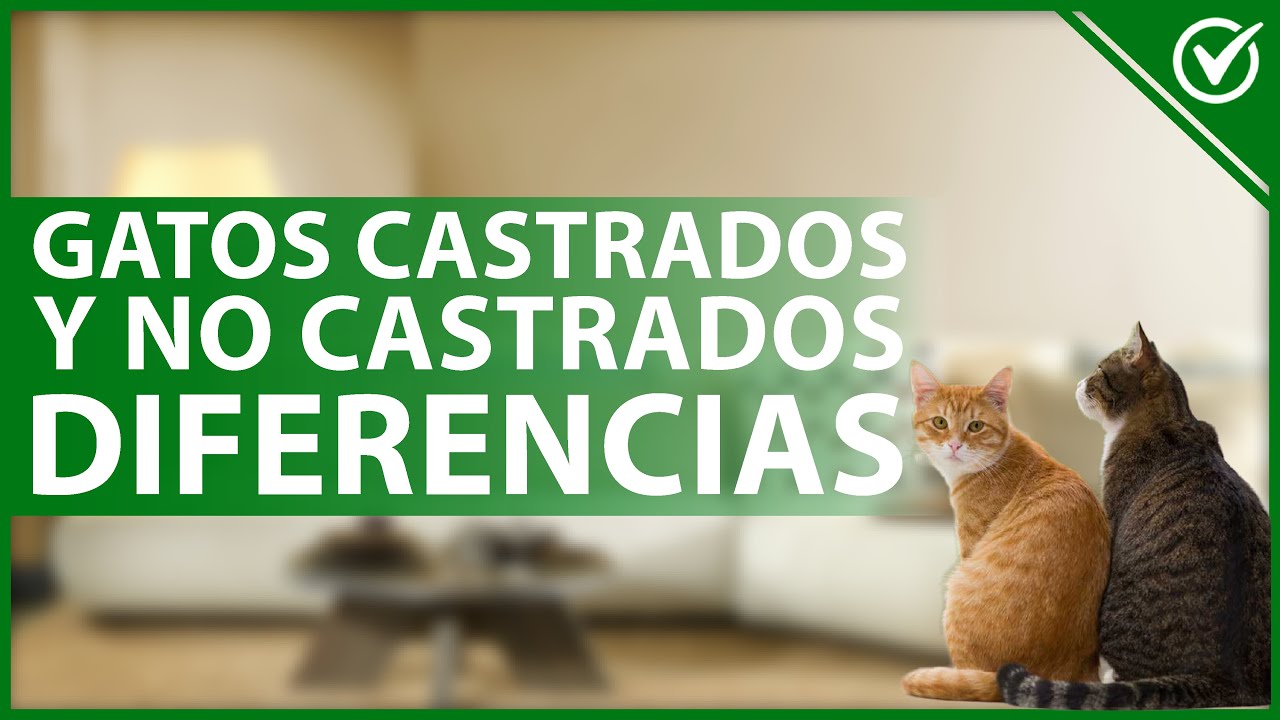 Gato o gata diferencia