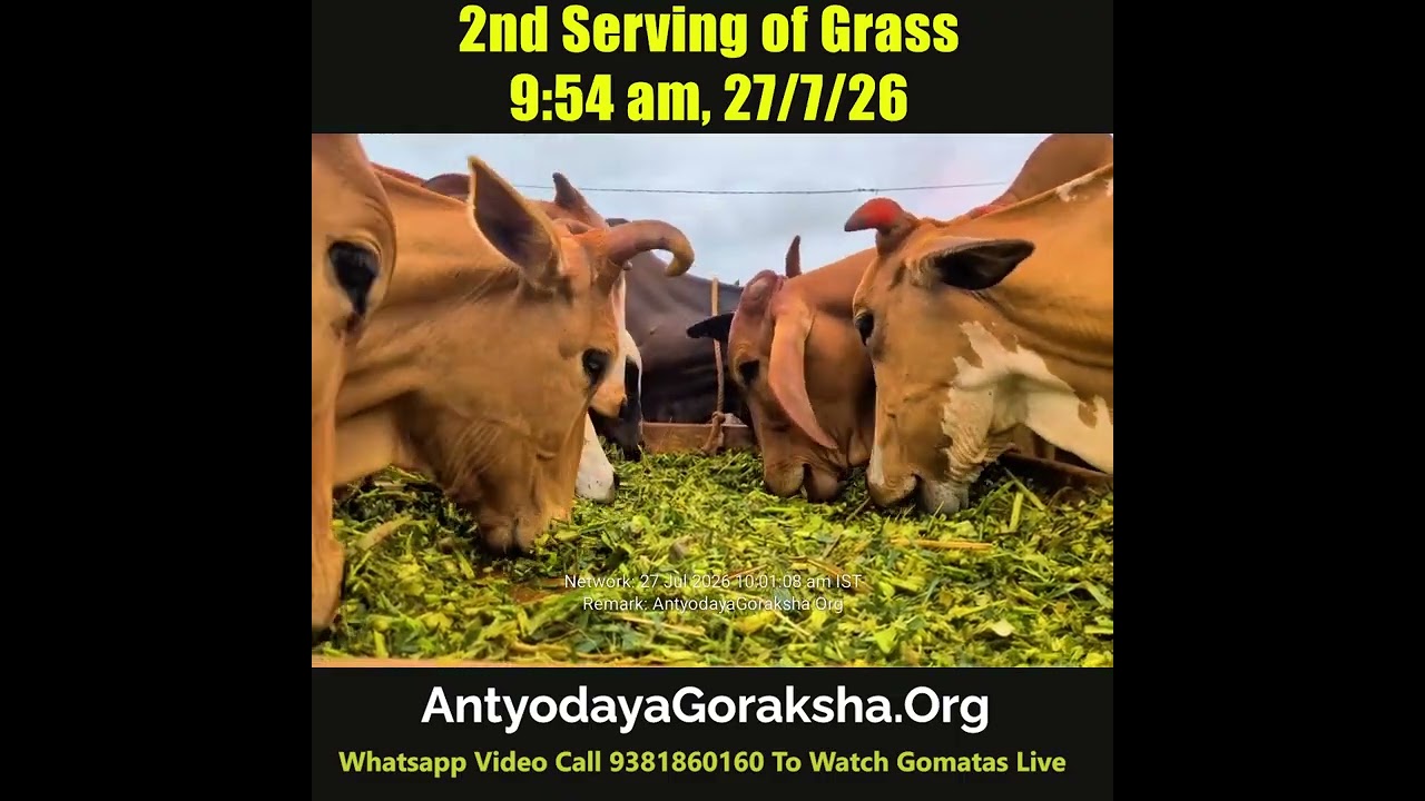[27 Jul 2026] Green Grass Snack for Rescued Cows