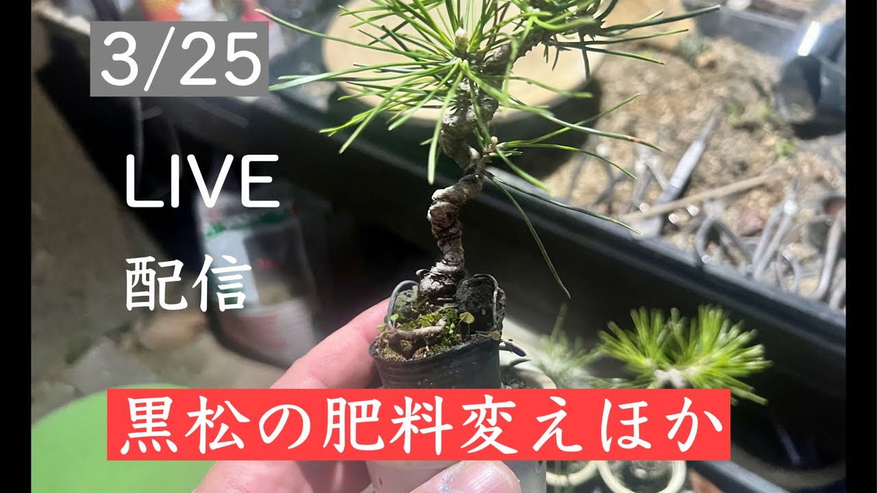290 黒松の肥料変えほか - YouTube