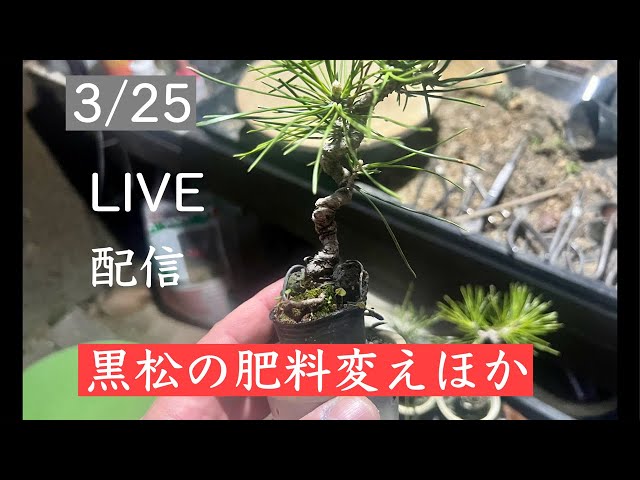 290 黒松の肥料変えほか - YouTube