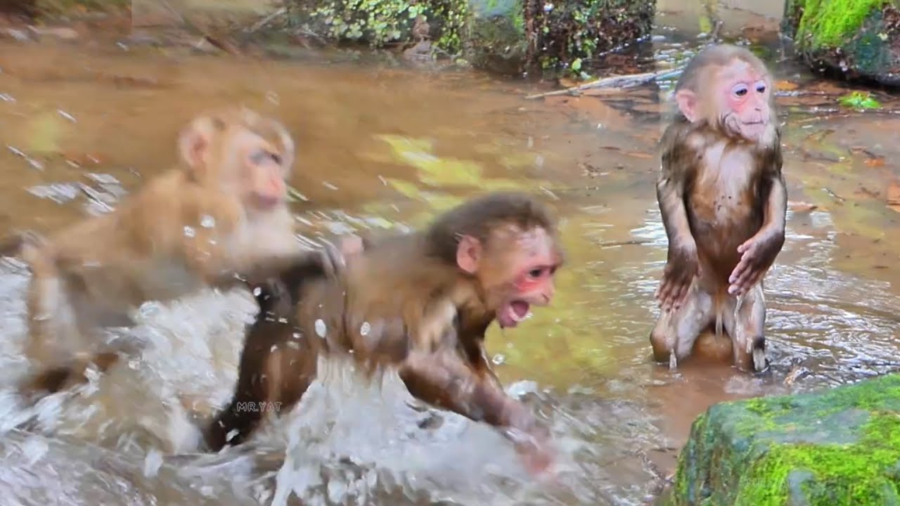 Poor abandoned monkey Baila cries angrily with Binky, showing power disturbs her swim after rain💧🙈
