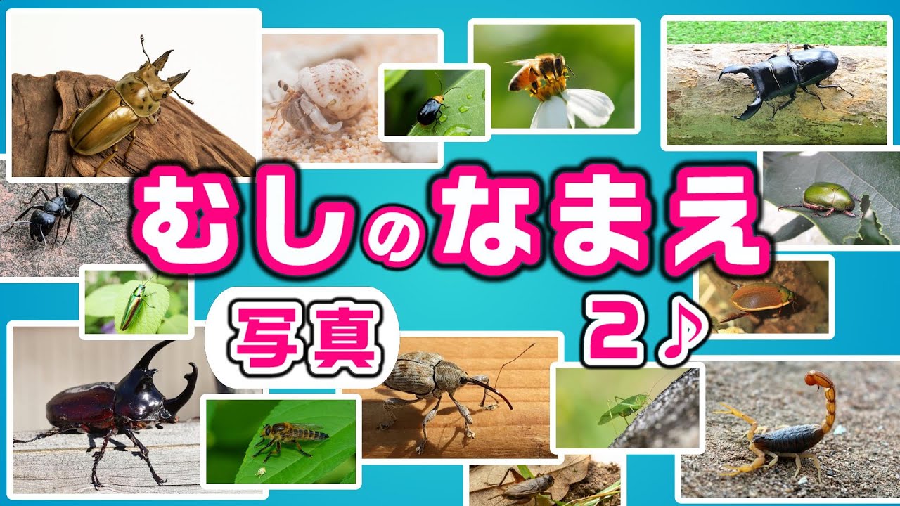 昆虫の名前】写真で覚える！知育フラッシュカード➁たっぷり20種以上