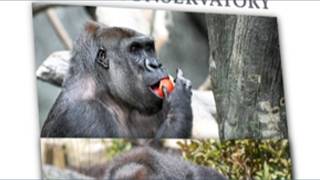 Meet Como Zoos Newest Gorillas!