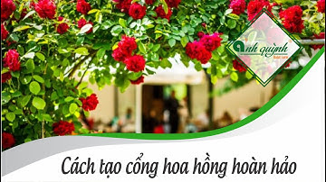 Hoa hồng leo cổng - Cách tạo cổng hoa hồng leo hoàn hảo