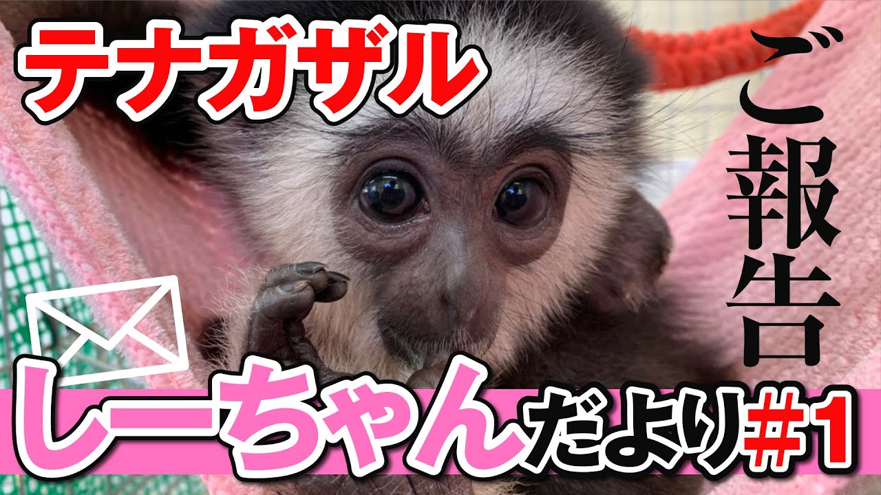 ご報告 しーちゃんだより 1 シロテテナガザル Youtube
