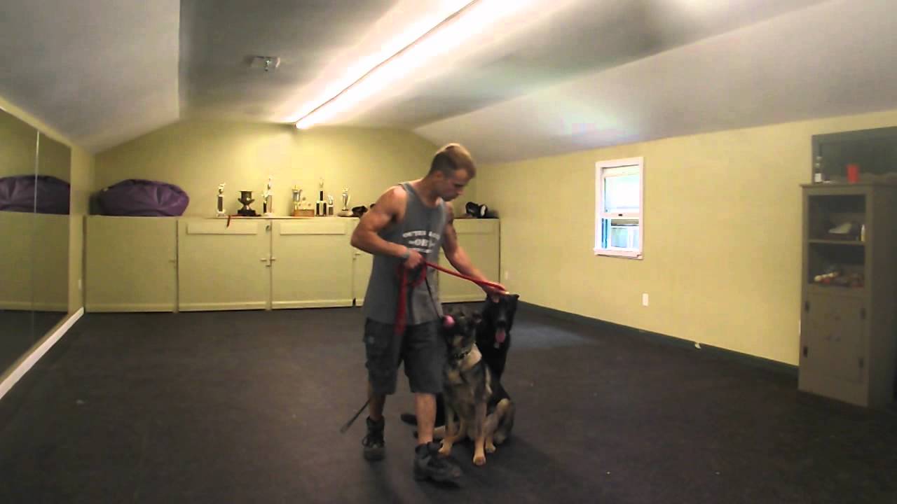 OLYMPIA KENNELS / DOG OBEDIENCE (CHESTER NH) MAJA/SABR PART III YouTube