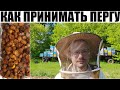 КАК ПРИНИМАТЬ ПЕРГУ: ДОЗИРОВКИ.