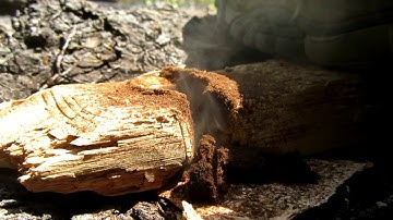 Punky Western Hemlock Bow Drill